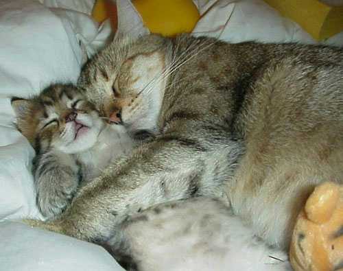 awwwwpookiecat.jpg