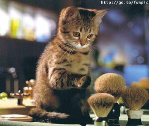 catnbrush.jpg