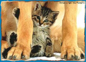 catndawg.jpg