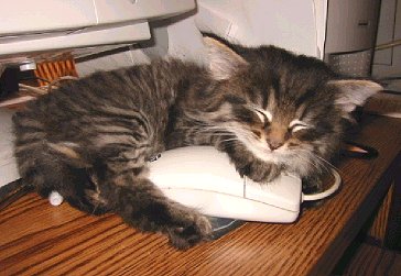 catnmouse.jpg