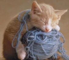 catyarn.jpg