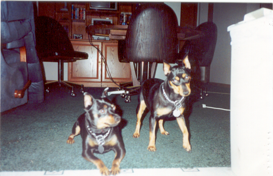 dandcdogs2.jpg