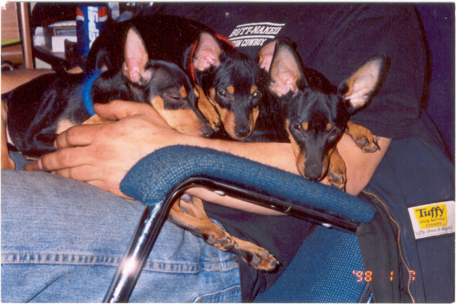dogs3.jpg