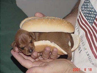 dogsandwich.jpg