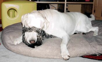 puppyonpuppy.jpg