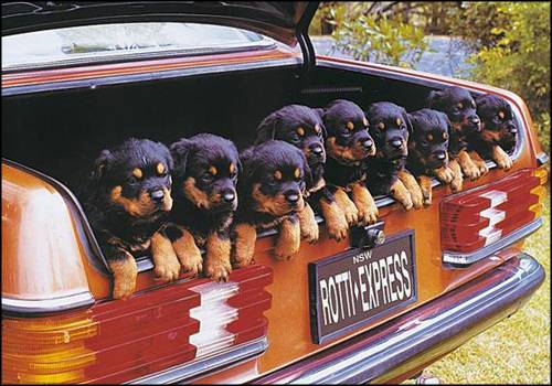 rottiexpress_1.jpg
