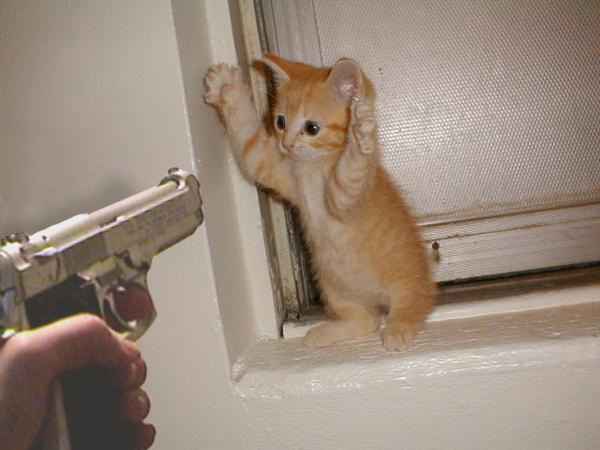 stickurpawsup.jpg
