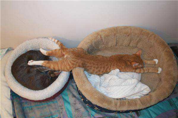 stretchedoutcat.jpg