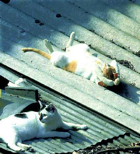 tanningkitty.jpg